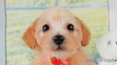 成約済ののミックス犬-346252