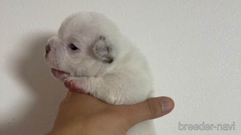 成約済の茨城県のエキゾチックブリー-347715の6枚目