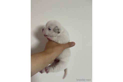 成約済の茨城県のエキゾチックブリー-347715の5枚目