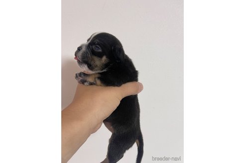 成約済の茨城県のエキゾチックブリー-346401の2枚目