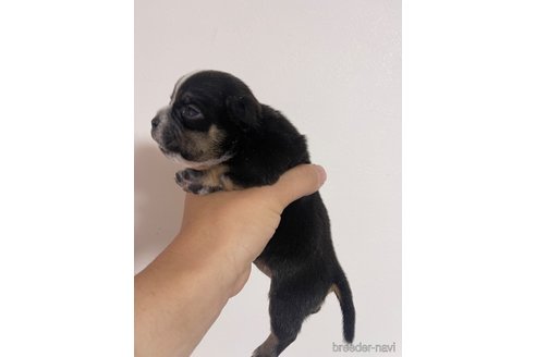 成約済の茨城県のエキゾチックブリー-346401の3枚目