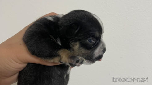 成約済の茨城県のエキゾチックブリー-346401の1枚目