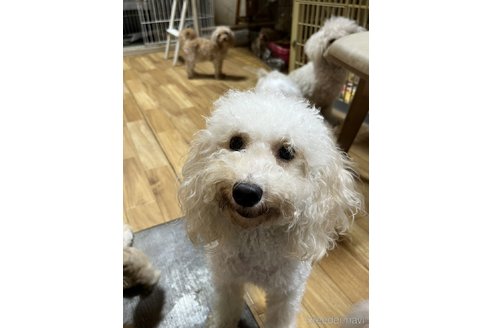 (ﾎﾜｲﾄ)ちゃん1枚目