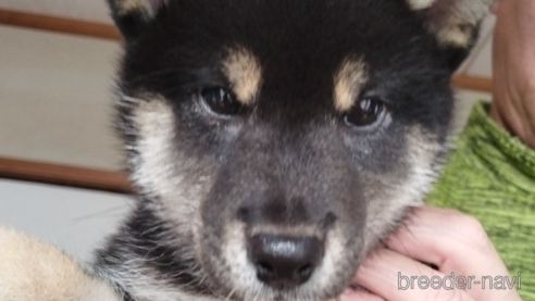 成約済の千葉県の柴犬-337117の5枚目