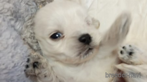 成約済の茨城県のミックス犬-349628の3枚目
