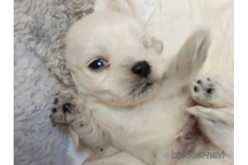 成約済の茨城県のミックス犬-349628の2枚目