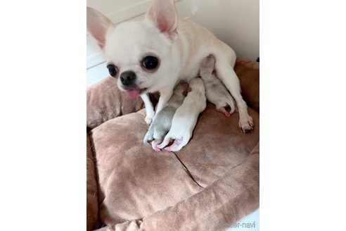 ピンキーちゃん1枚目