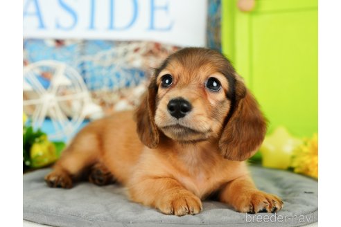 成約済の千葉県のミニチュアダックスフンド(ロングヘアード)-350639の5枚目