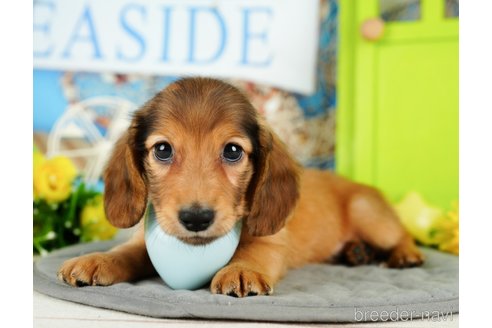 成約済の千葉県のミニチュアダックスフンド(ロングヘアード)-350639の6枚目
