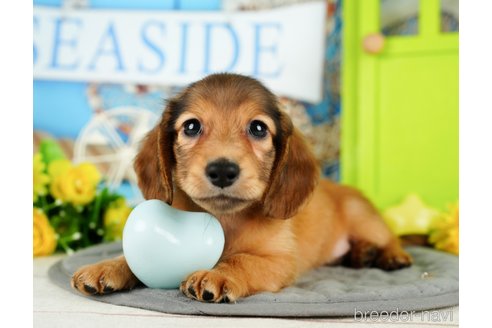 成約済の千葉県のミニチュアダックスフンド(ロングヘアード)-350639の3枚目