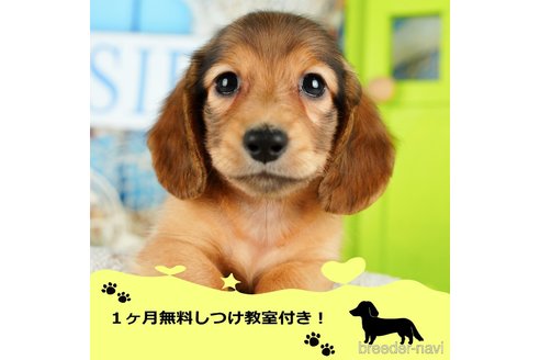 成約済の千葉県のミニチュアダックスフンド(ロングヘアード)-350639の1枚目