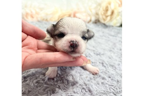成約済の福岡県のチワマル:チワワ×マルチーズ-347612の43枚目