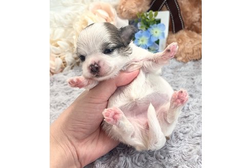 成約済の福岡県のチワマル:チワワ×マルチーズ-347612の46枚目