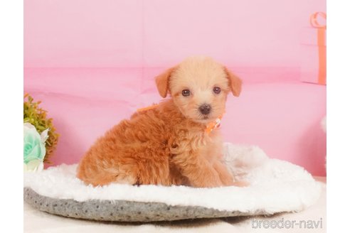 成約済の静岡県のマルプー:マルチーズ×トイプードル-350663の14枚目