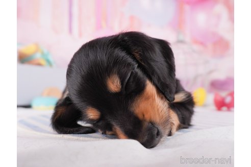 成約済の千葉県のカニンヘンダックスフンド(ロングヘアード)-350666の3枚目
