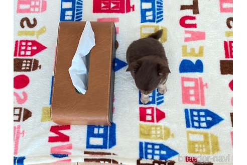成約済の静岡県のチワワ(ロングコート)-349632の2枚目