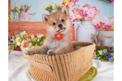 成約済の東京都のミックス犬-350672の6枚目