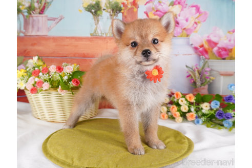 成約済の東京都のミックス犬-350672の4枚目