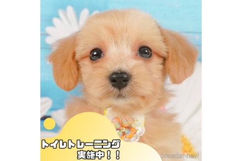 成約済の静岡県のマルプー:マルチーズ×トイプードル-350678の1枚目
