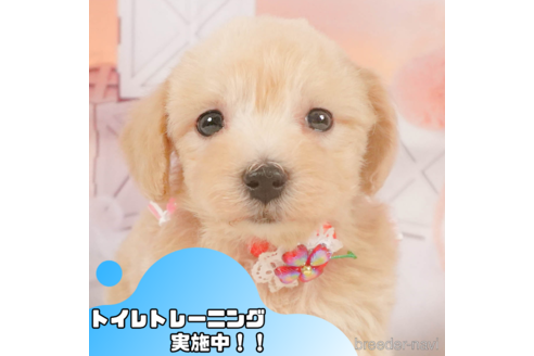 成約済の静岡県のマルプー:マルチーズ×トイプードル-350680の1枚目