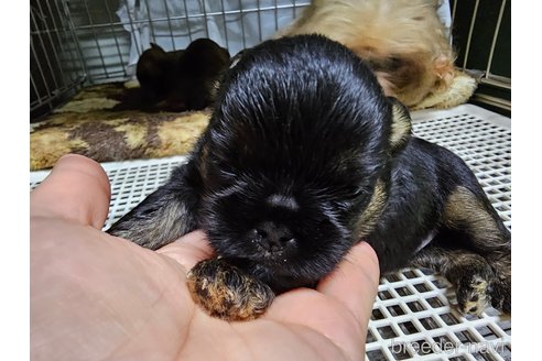 成約済の愛知県のベルジアングリフォン-350700の11枚目