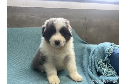 成約済の福岡県のボーダーコリー-347997の2枚目