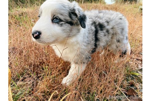 成約済の鹿児島県のボーダーコリー-348820の9枚目