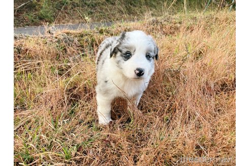 成約済の鹿児島県のボーダーコリー-348820の11枚目