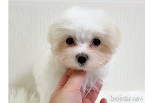 成約済の神奈川県のマルチーズ-345008の4枚目