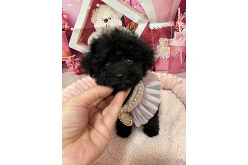 成約済の埼玉県のティーカッププードル-349655の1枚目