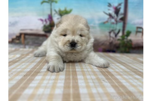 成約済の千葉県のチャウチャウ-350774の1枚目