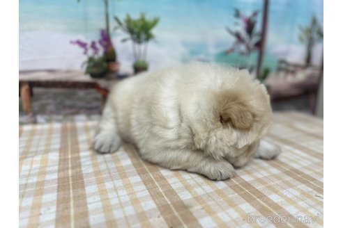 成約済の千葉県のチャウチャウ-350774の4枚目