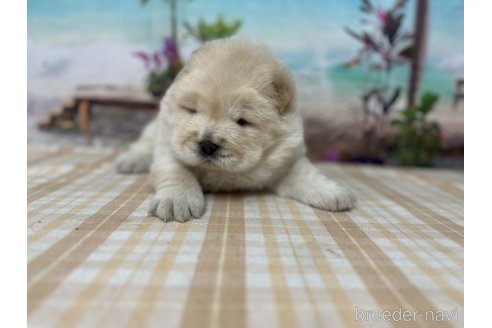 成約済の千葉県のチャウチャウ-350774の3枚目