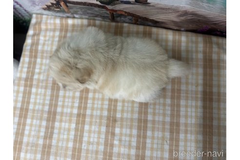 成約済の千葉県のチャウチャウ-350774の5枚目