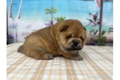 成約済の千葉県のチャウチャウ-350776の5枚目
