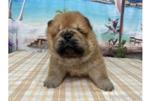 成約済の千葉県のチャウチャウ-350776の4枚目