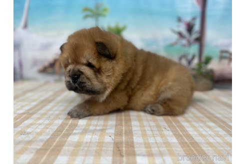 成約済の千葉県のチャウチャウ-350776の2枚目