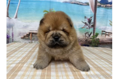 成約済の千葉県のチャウチャウ-350776の1枚目