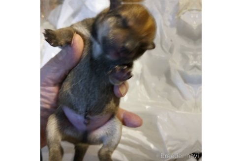 販売中の岐阜県の柴犬-350784の7枚目