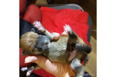 販売中の岐阜県の柴犬-350786の9枚目