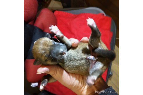 販売中の岐阜県の柴犬-350786の10枚目