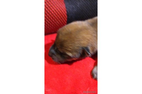 販売中の岐阜県の柴犬-350788の8枚目