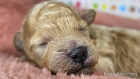 成約済の愛知県のミックス犬-349817の29枚目