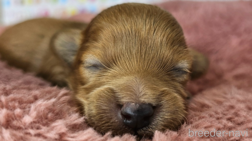 成約済の愛知県のミックス犬-349811の31枚目