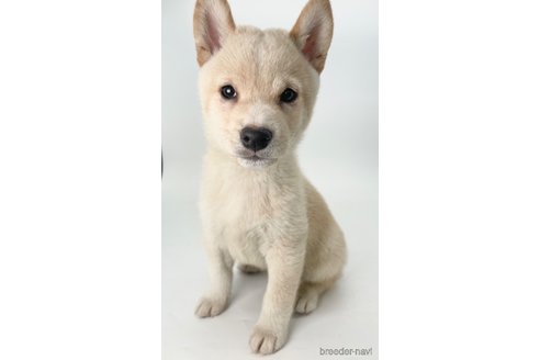 成約済の千葉県の柴犬-350815の3枚目