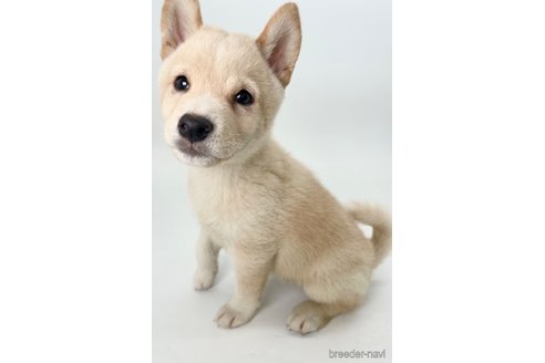 成約済の千葉県の柴犬-350815の1枚目