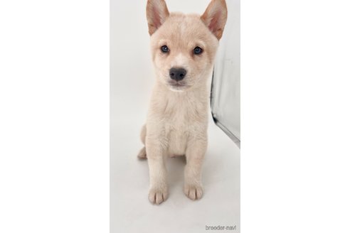 成約済の千葉県の柴犬-350815の4枚目