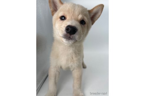 成約済の千葉県の柴犬-350815の5枚目