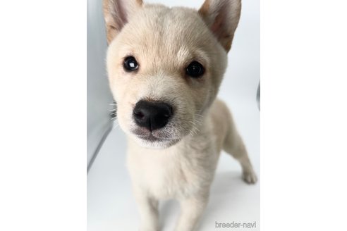 成約済の千葉県の柴犬-350815の6枚目
