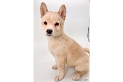 成約済の千葉県の柴犬-350815の7枚目